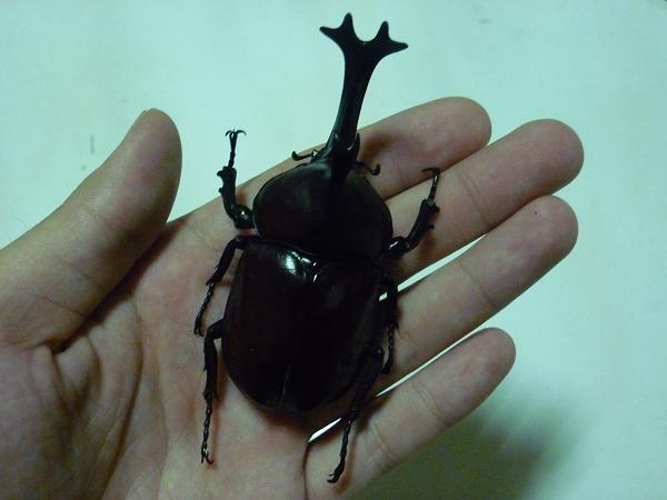 按此在新視窗瀏覽圖片