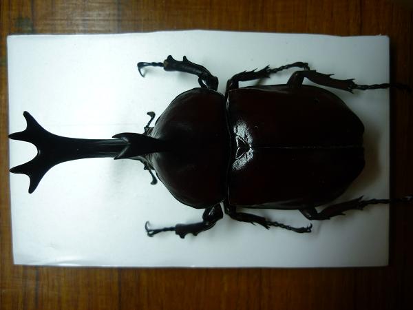 按此在新視窗瀏覽圖片