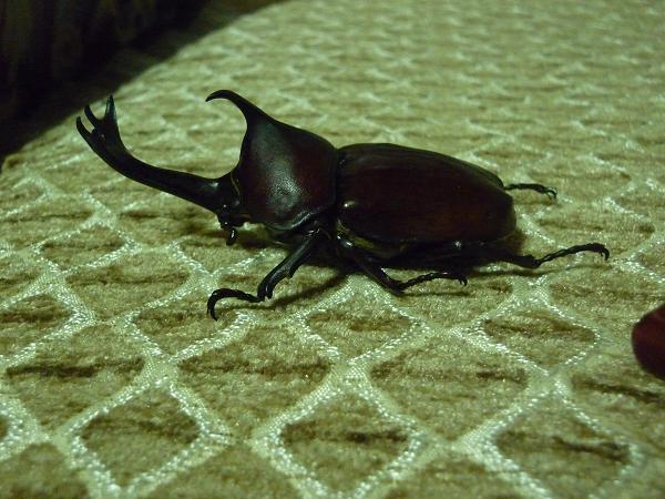 按此在新視窗瀏覽圖片