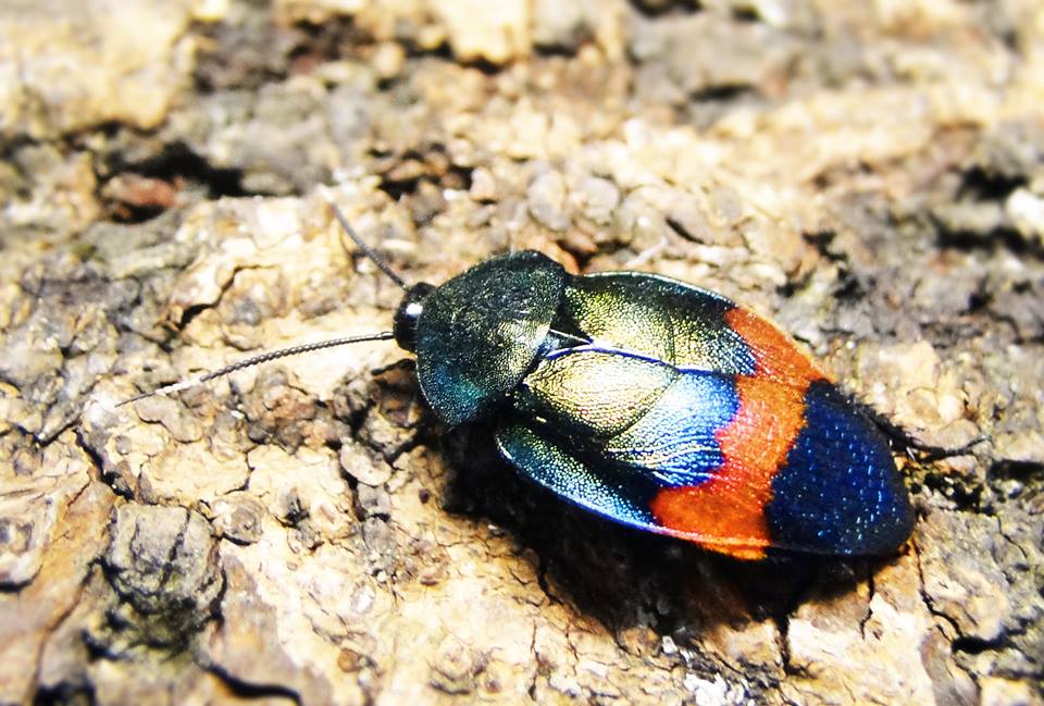 按此在新視窗瀏覽圖片