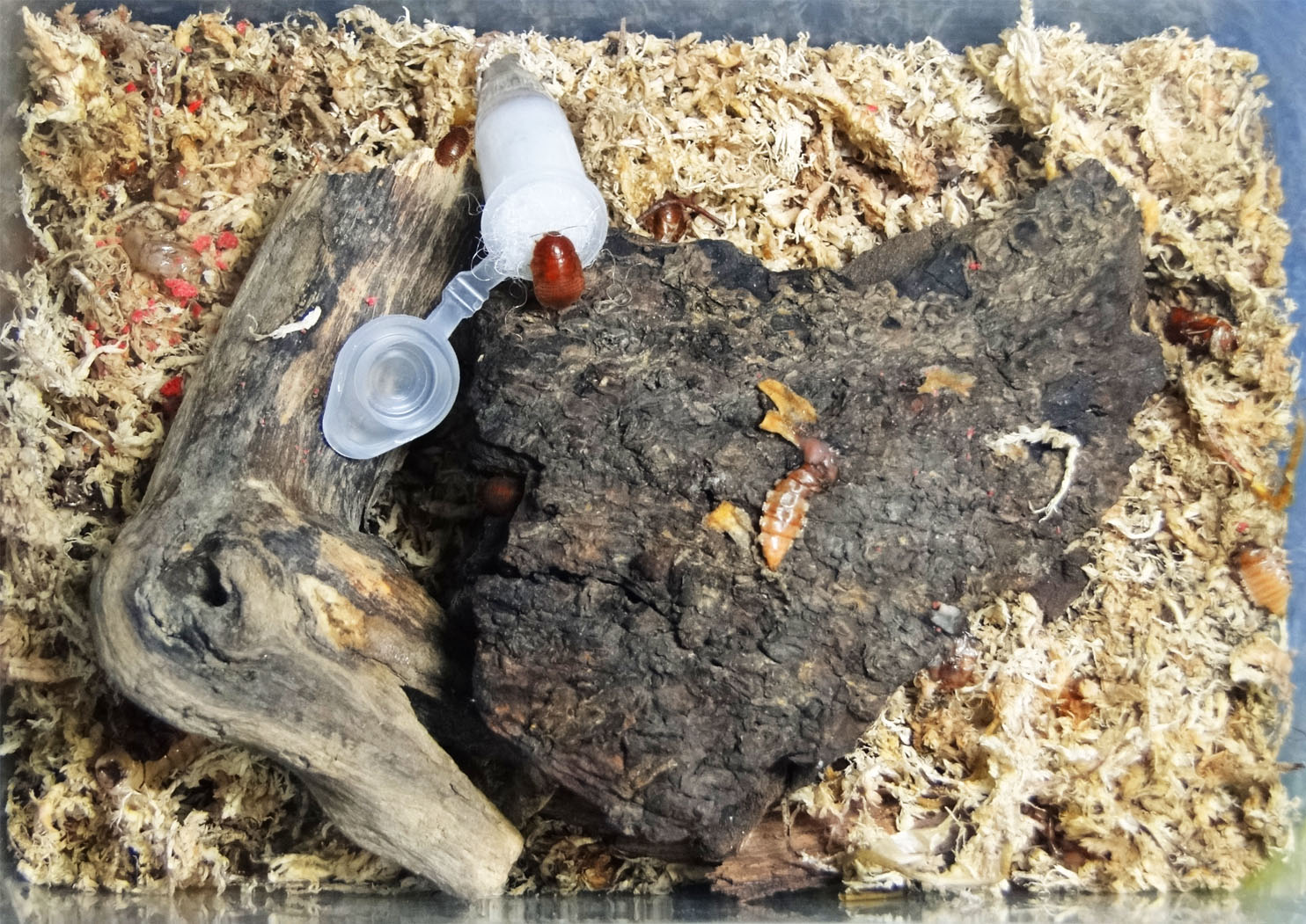 按此在新視窗瀏覽圖片