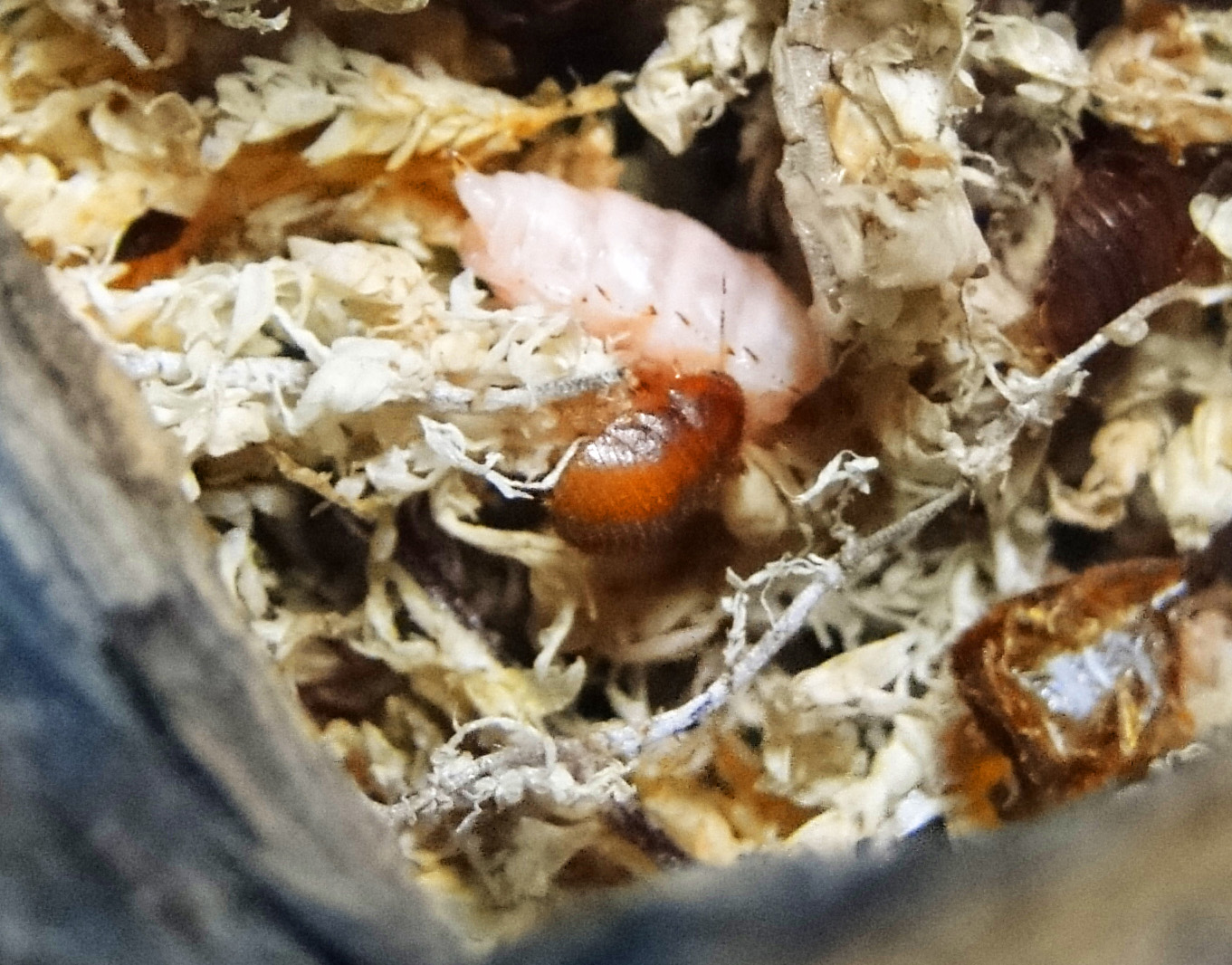 按此在新視窗瀏覽圖片