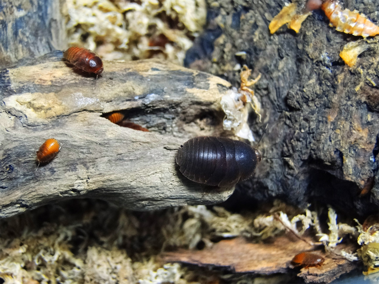 按此在新視窗瀏覽圖片