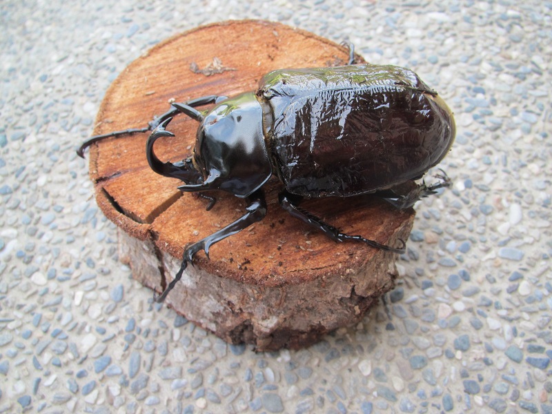 按此在新視窗瀏覽圖片