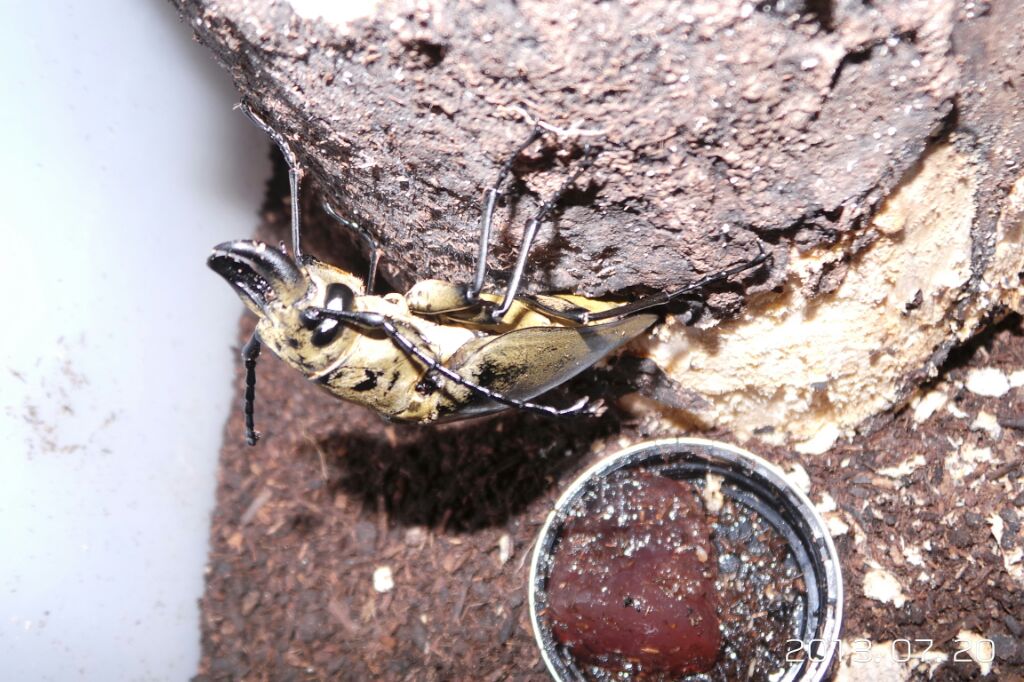 按此在新視窗瀏覽圖片