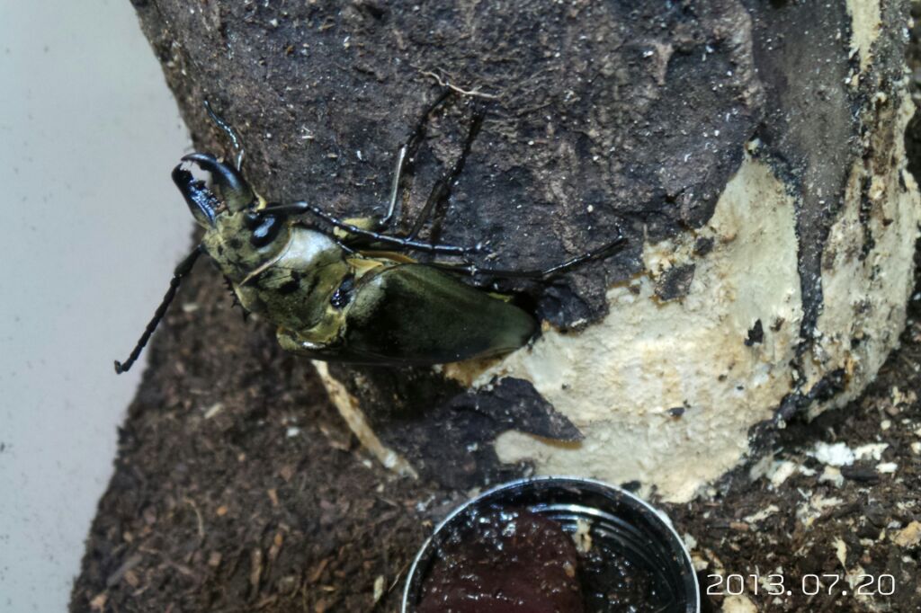 按此在新視窗瀏覽圖片