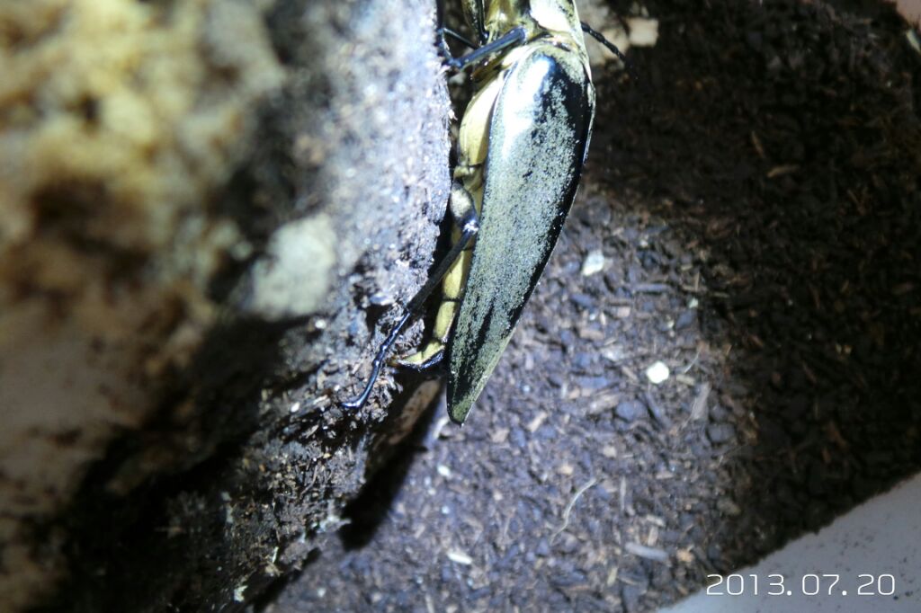 按此在新視窗瀏覽圖片