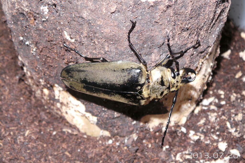 按此在新視窗瀏覽圖片