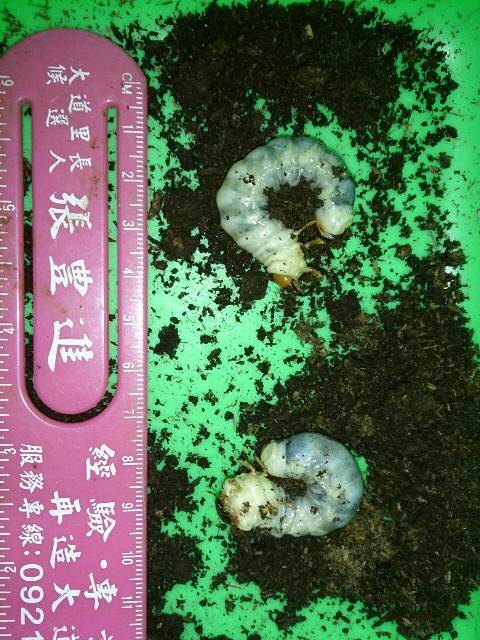 按此在新視窗瀏覽圖片