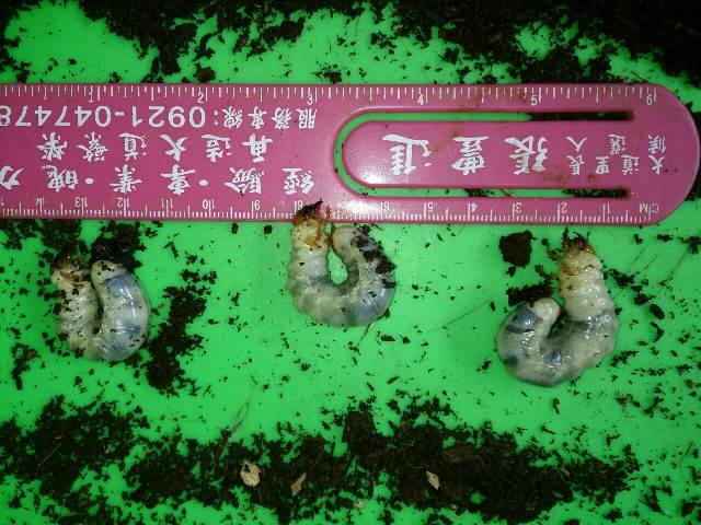 按此在新視窗瀏覽圖片