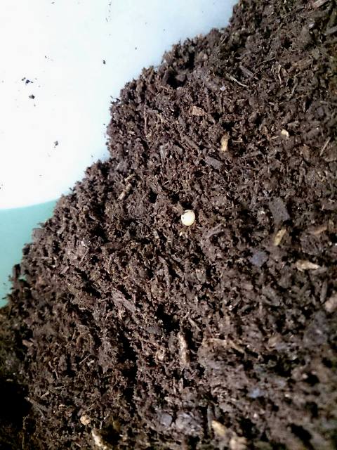 «ö¦¹¦b·sµøµ¡ÂsÄý¹Ï¤ù