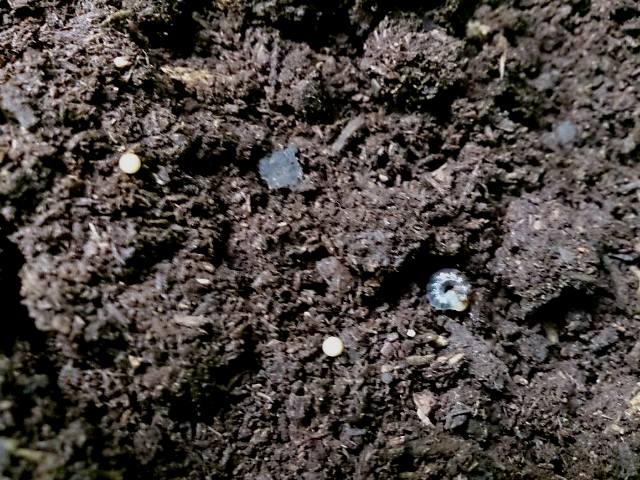 «ö¦¹¦b·sµøµ¡ÂsÄý¹Ï¤ù