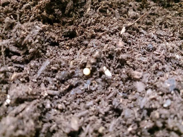 «ö¦¹¦b·sµøµ¡ÂsÄý¹Ï¤ù