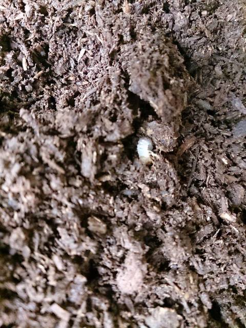 «ö¦¹¦b·sµøµ¡ÂsÄý¹Ï¤ù