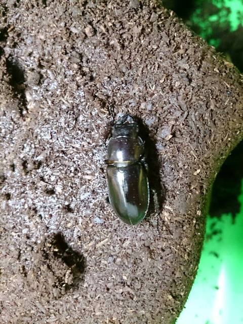 «ö¦¹¦b·sµøµ¡ÂsÄý¹Ï¤ù