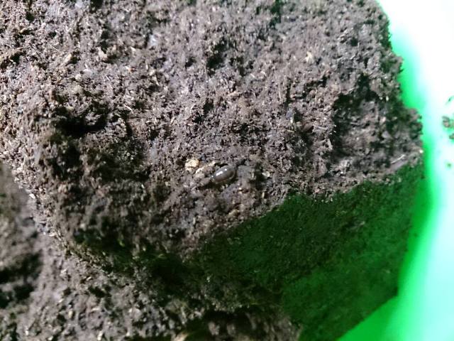 «ö¦¹¦b·sµøµ¡ÂsÄý¹Ï¤ù