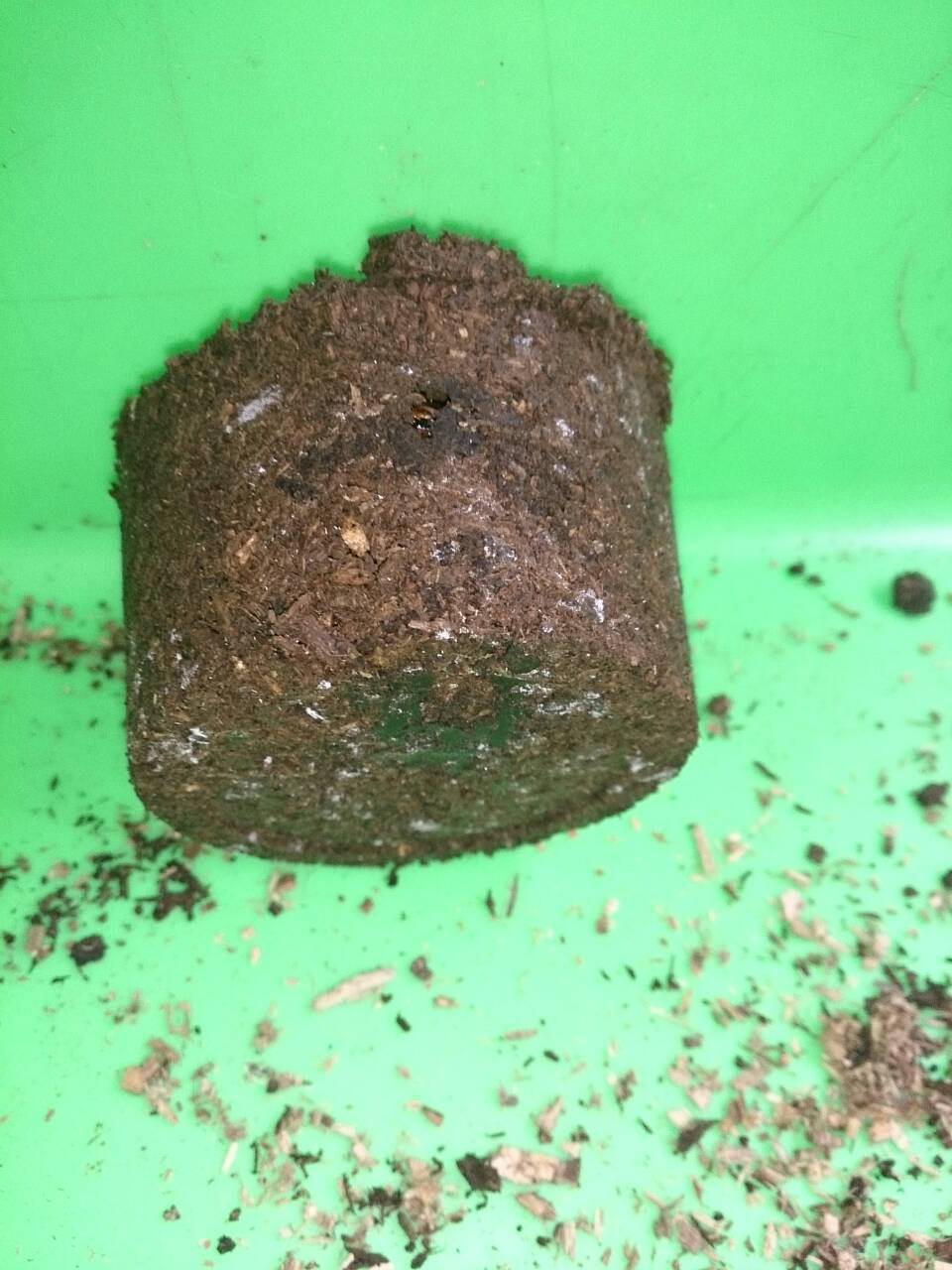 «ö¦¹¦b·sµøµ¡ÂsÄý¹Ï¤ù