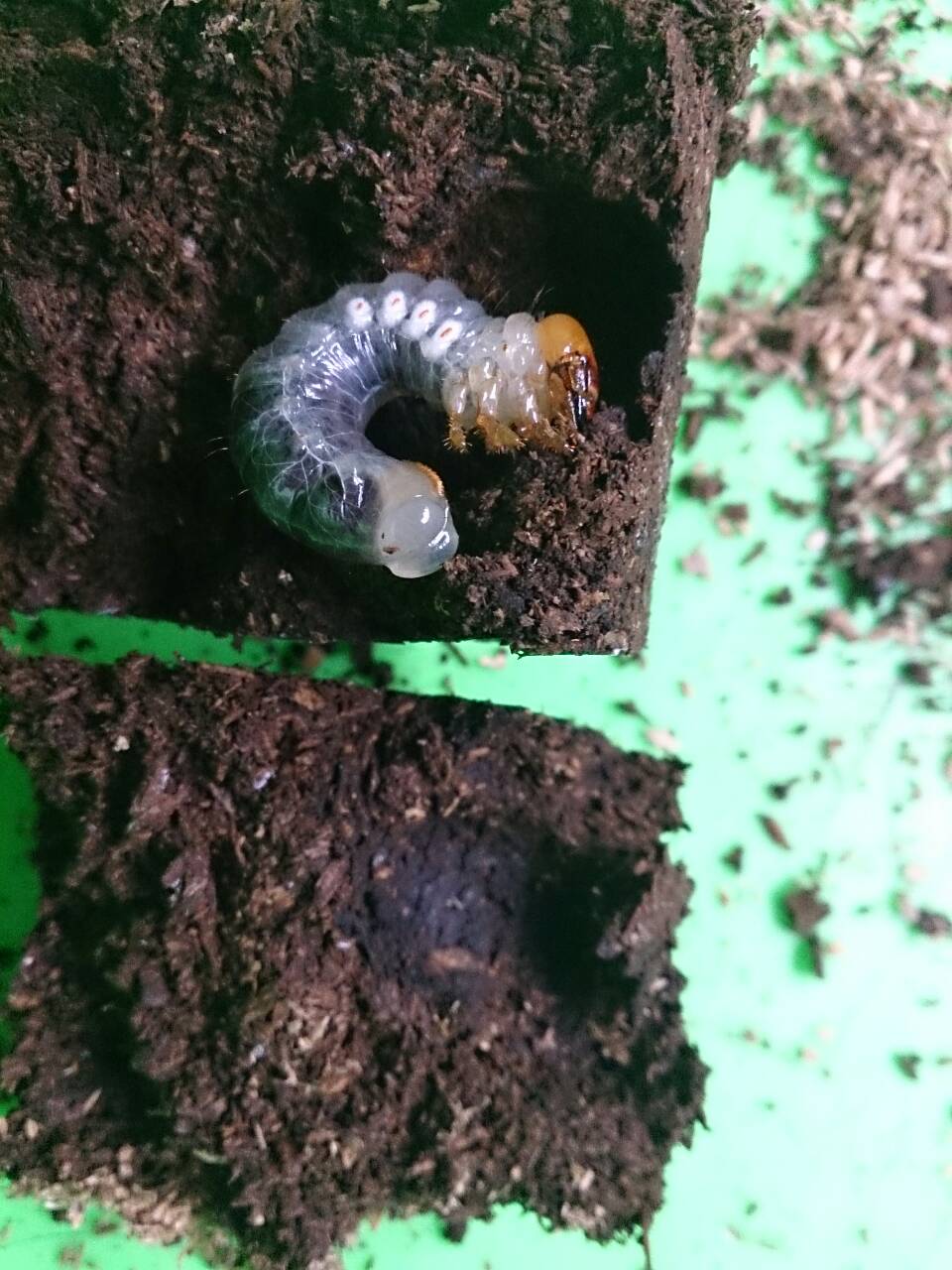 «ö¦¹¦b·sµøµ¡ÂsÄý¹Ï¤ù