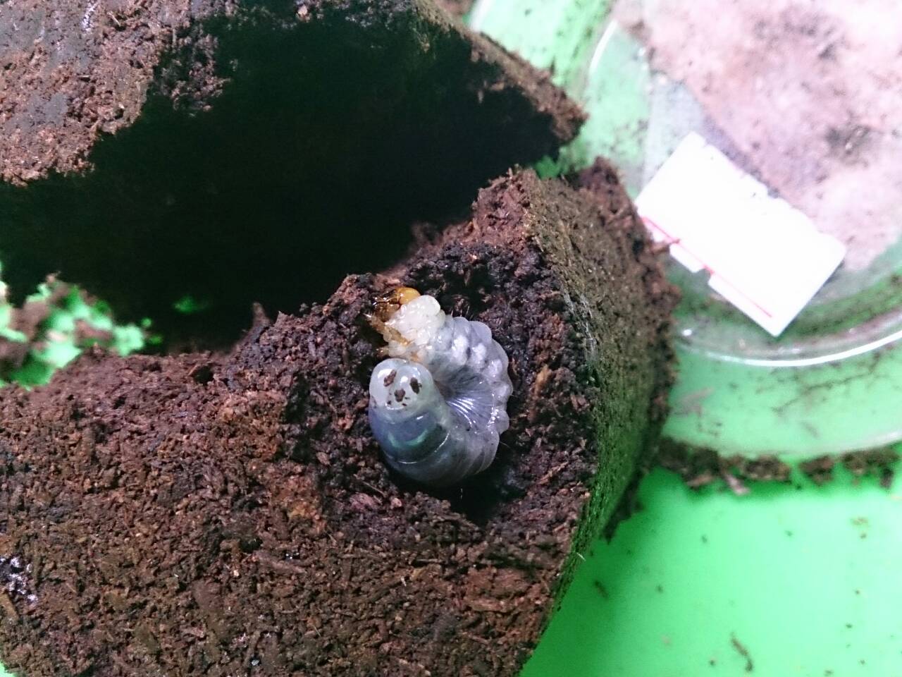 «ö¦¹¦b·sµøµ¡ÂsÄý¹Ï¤ù