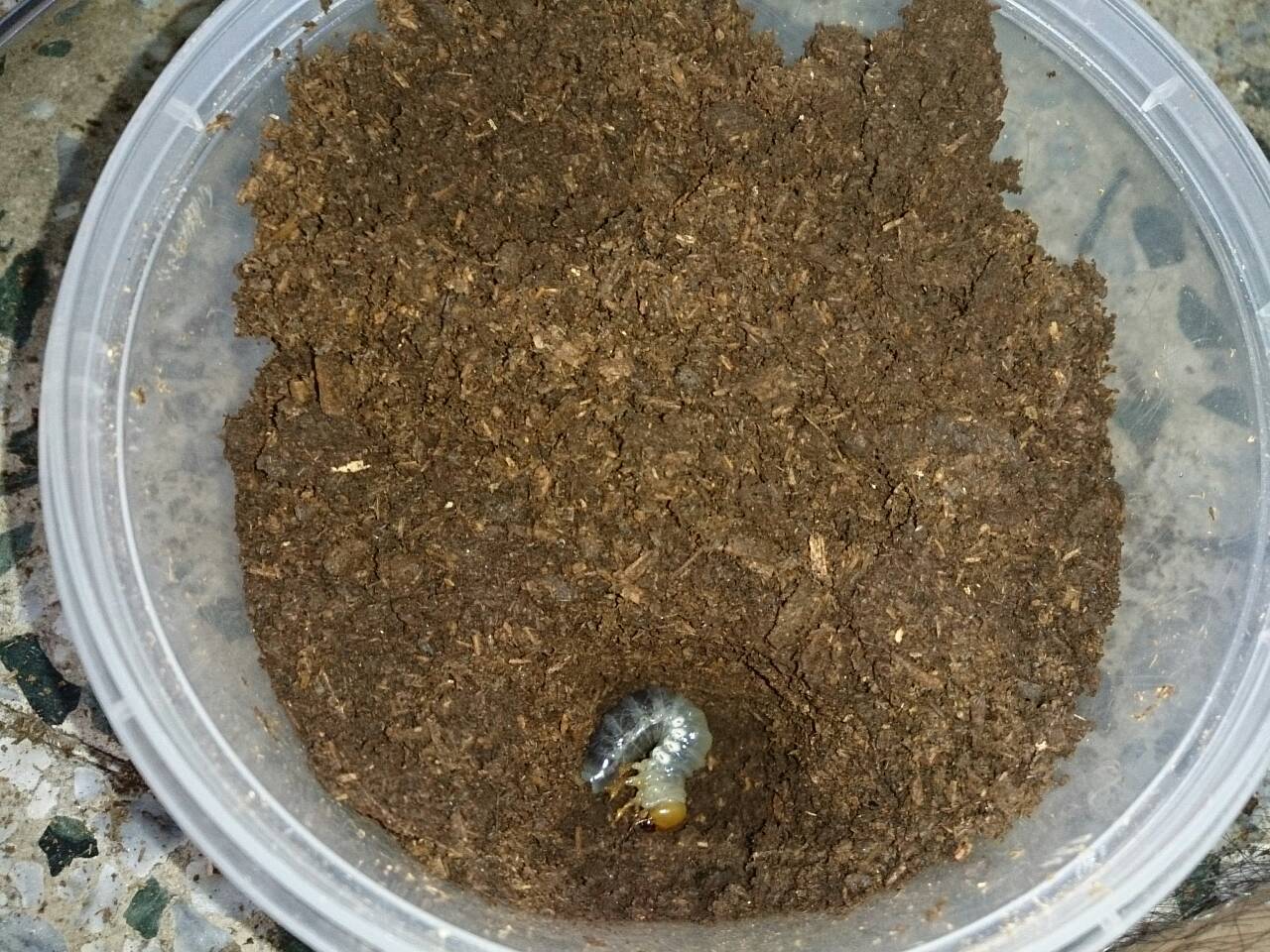 «ö¦¹¦b·sµøµ¡ÂsÄý¹Ï¤ù