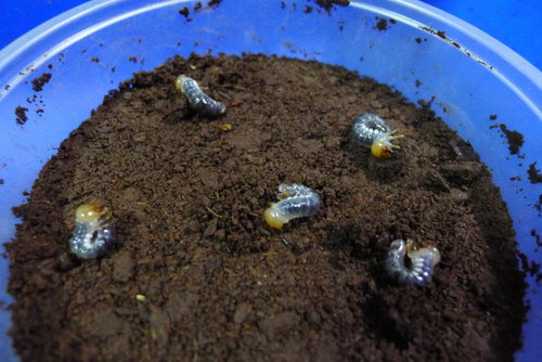 按此在新視窗瀏覽圖片