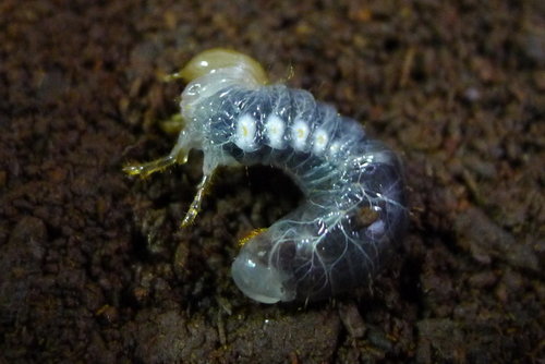 按此在新視窗瀏覽圖片