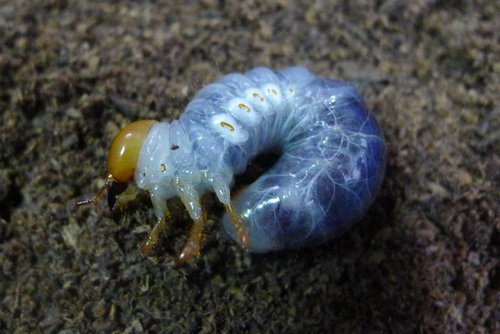 按此在新視窗瀏覽圖片