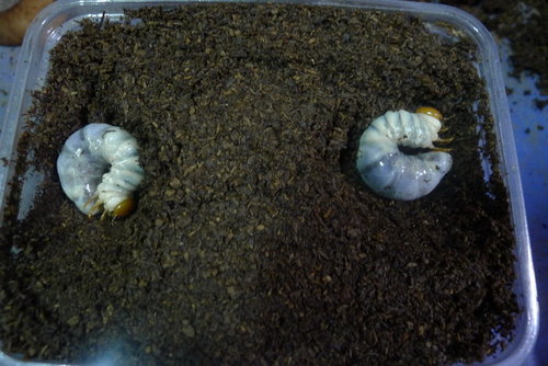 按此在新視窗瀏覽圖片