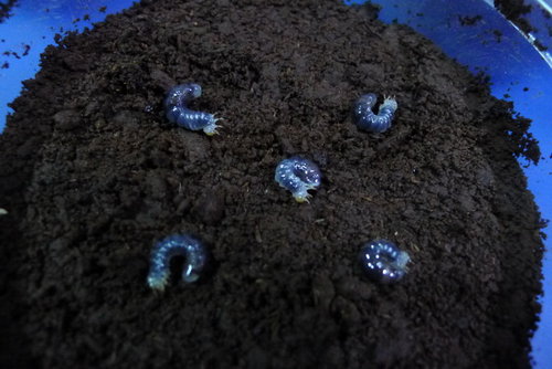 按此在新視窗瀏覽圖片