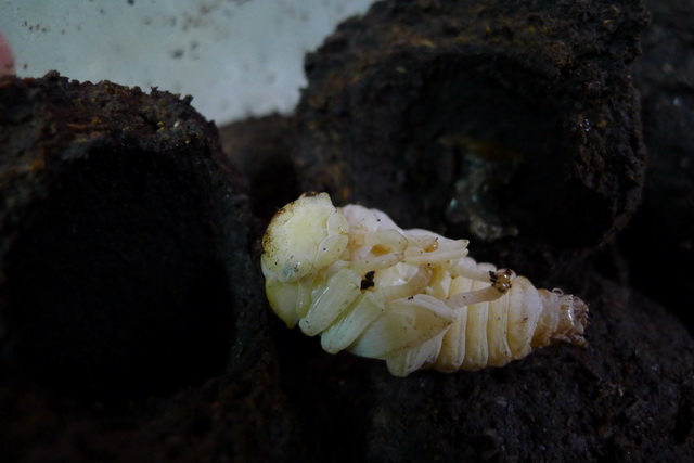 按此在新視窗瀏覽圖片