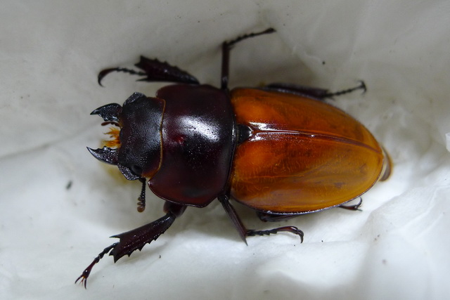 按此在新視窗瀏覽圖片