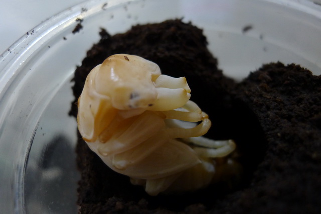 按此在新視窗瀏覽圖片