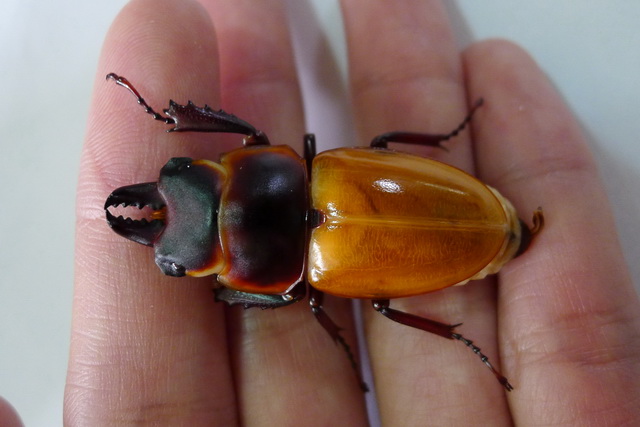 按此在新視窗瀏覽圖片