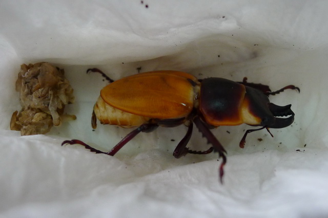 按此在新視窗瀏覽圖片