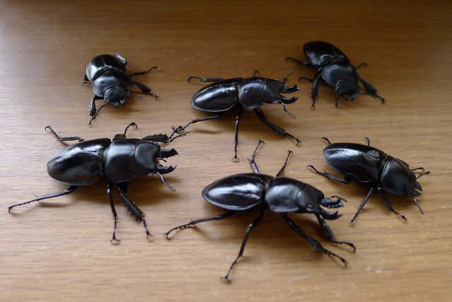 按此在新視窗瀏覽圖片