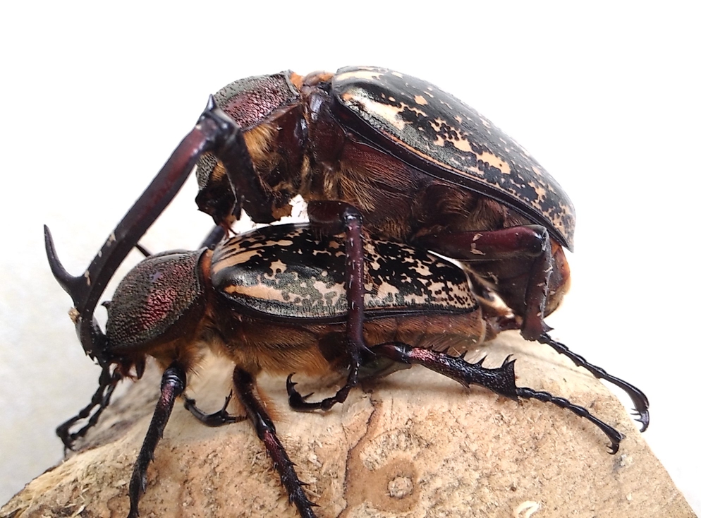 按此在新視窗瀏覽圖片