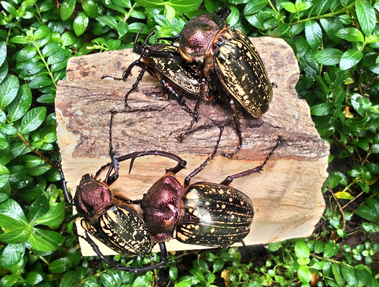 按此在新視窗瀏覽圖片