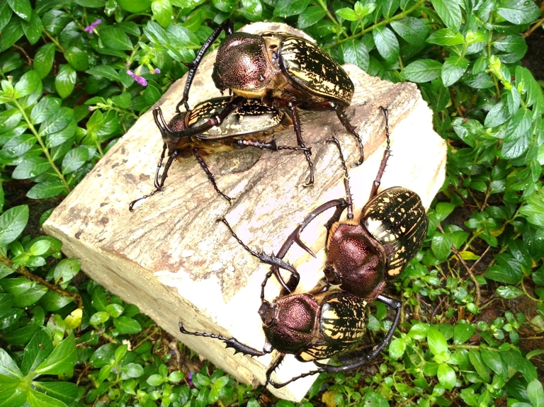 按此在新視窗瀏覽圖片