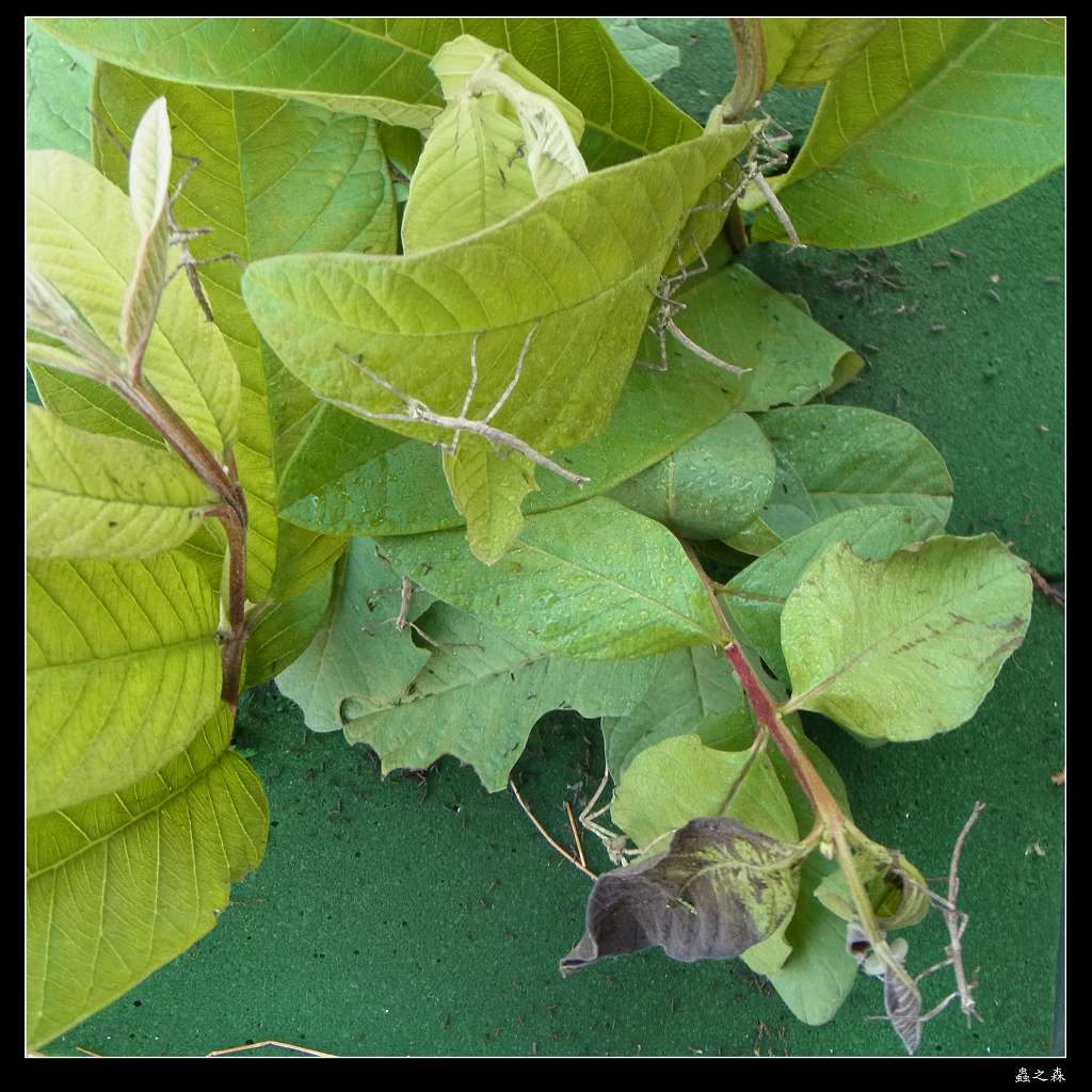 按此在新視窗瀏覽圖片