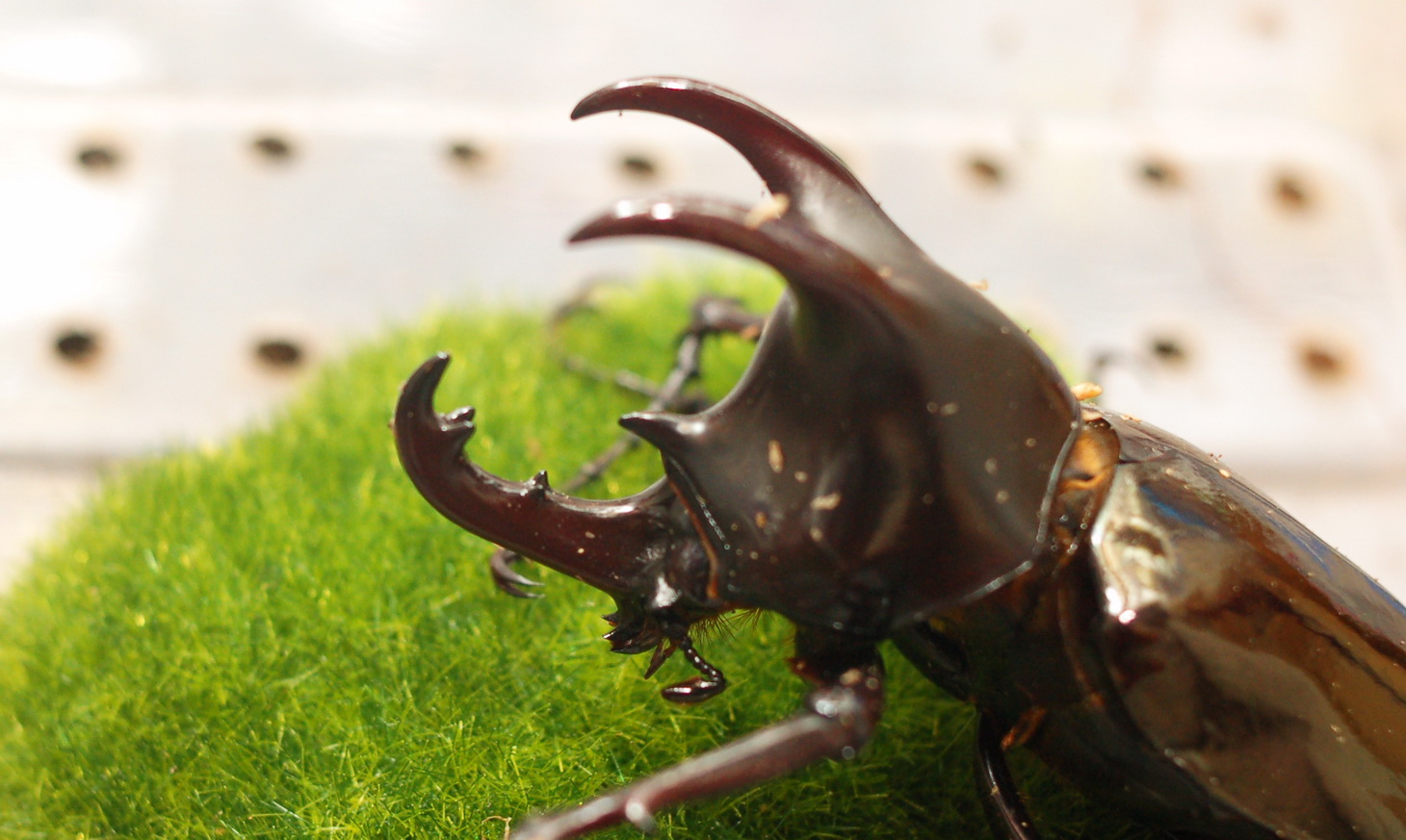 按此在新視窗瀏覽圖片