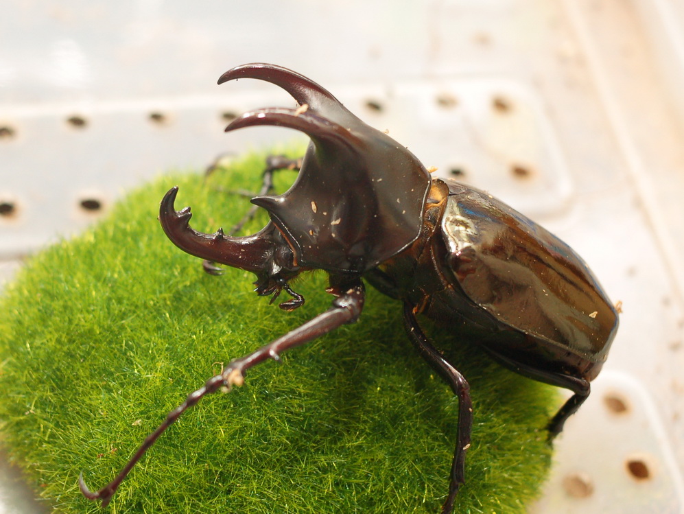 按此在新視窗瀏覽圖片