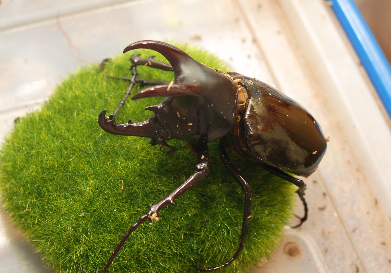 按此在新視窗瀏覽圖片