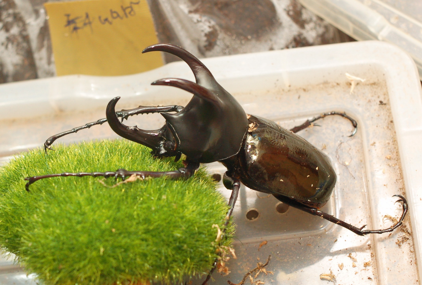 按此在新視窗瀏覽圖片