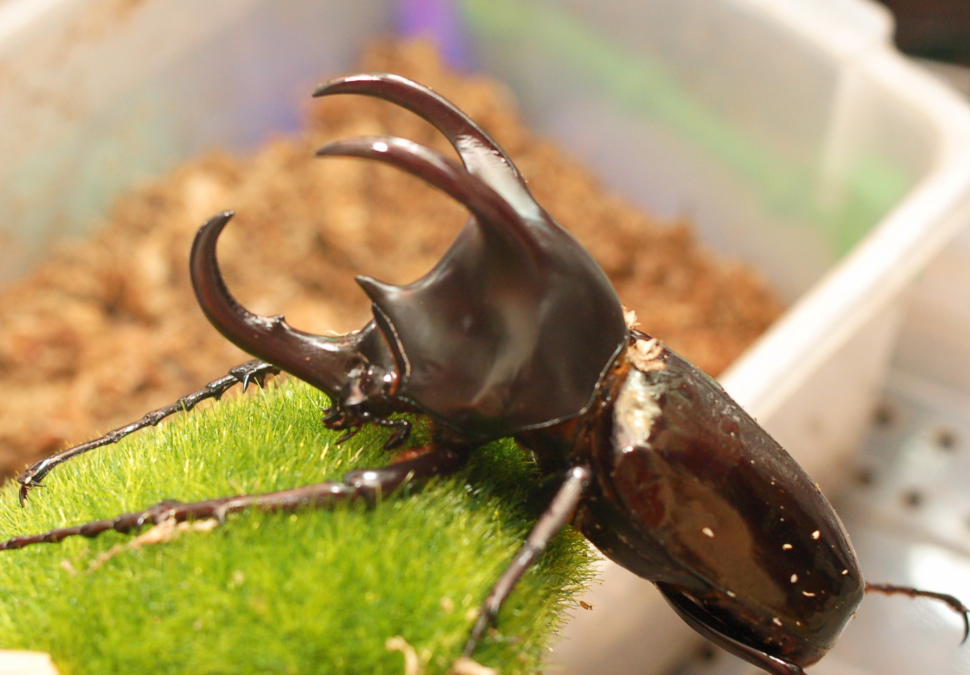 按此在新視窗瀏覽圖片