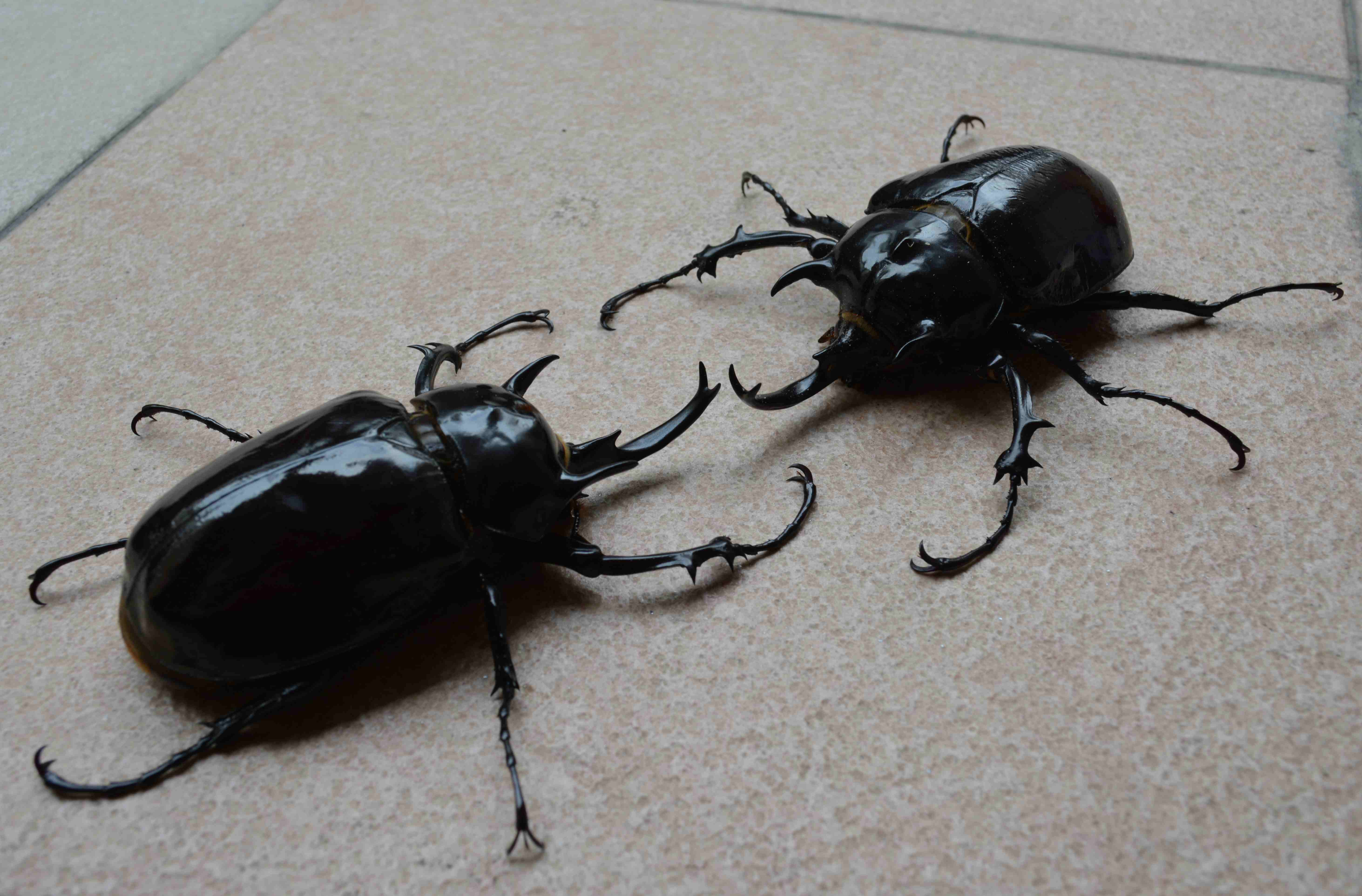 按此在新視窗瀏覽圖片