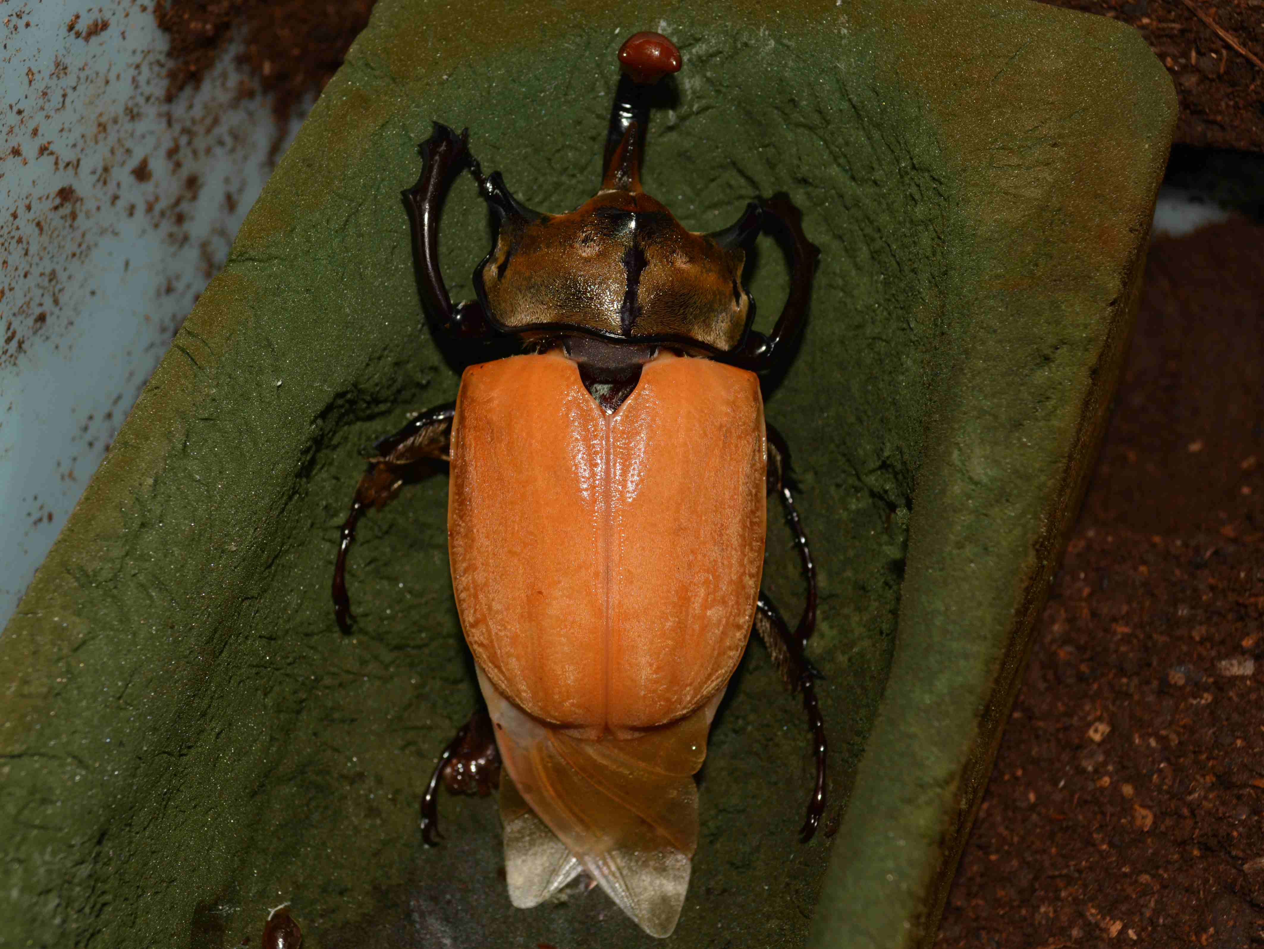 按此在新視窗瀏覽圖片