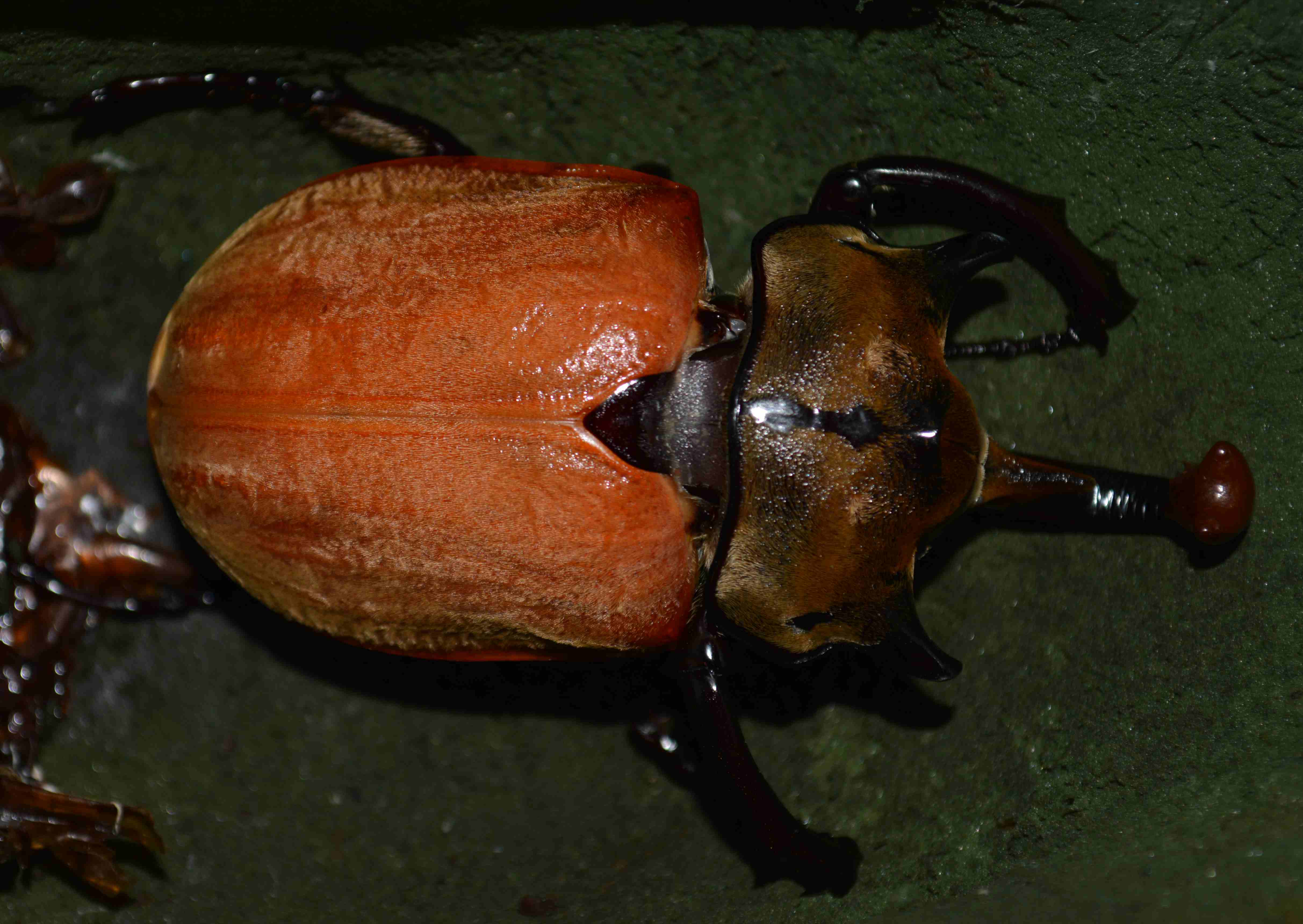 按此在新視窗瀏覽圖片