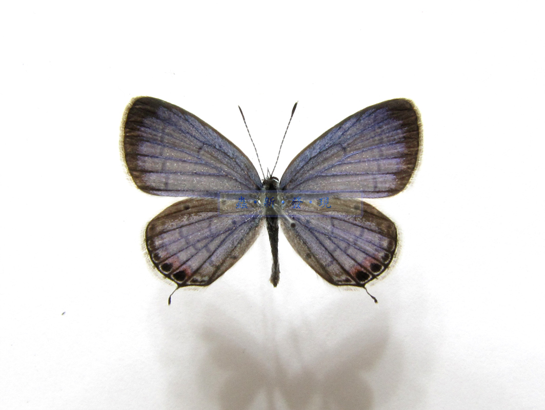 按此在新視窗瀏覽圖片