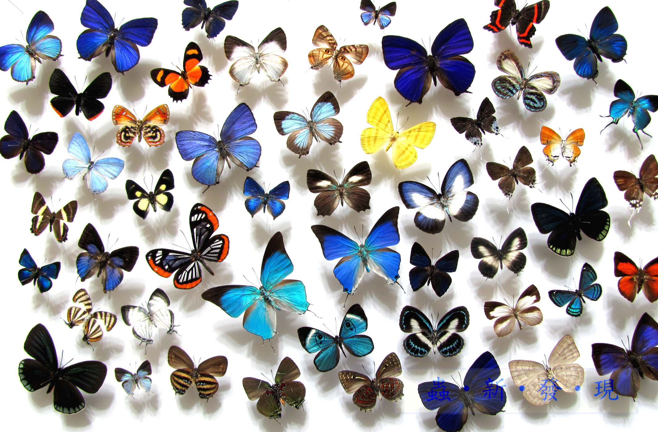 按此在新視窗瀏覽圖片