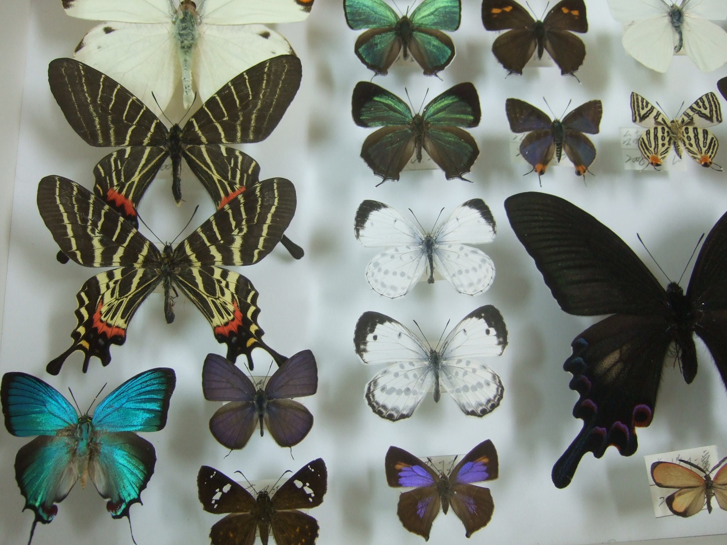 按此在新視窗瀏覽圖片